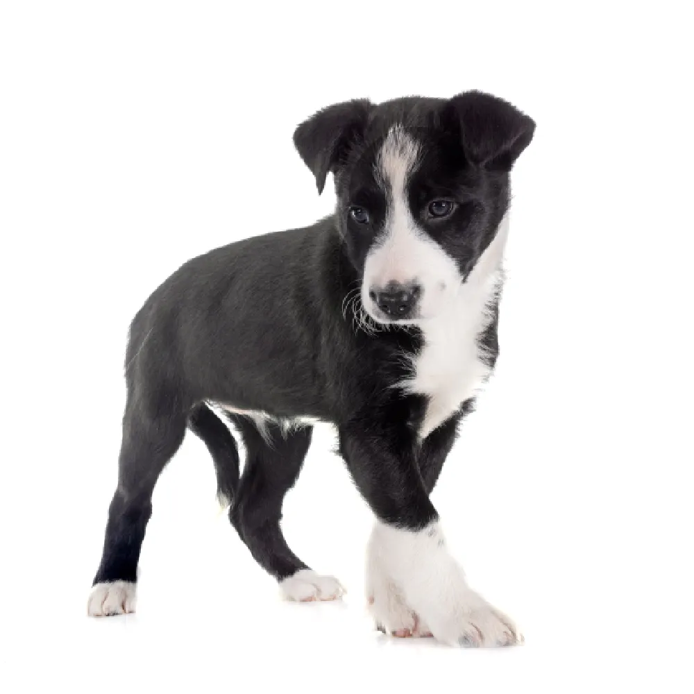 Imagem do filhote de Border Collie
